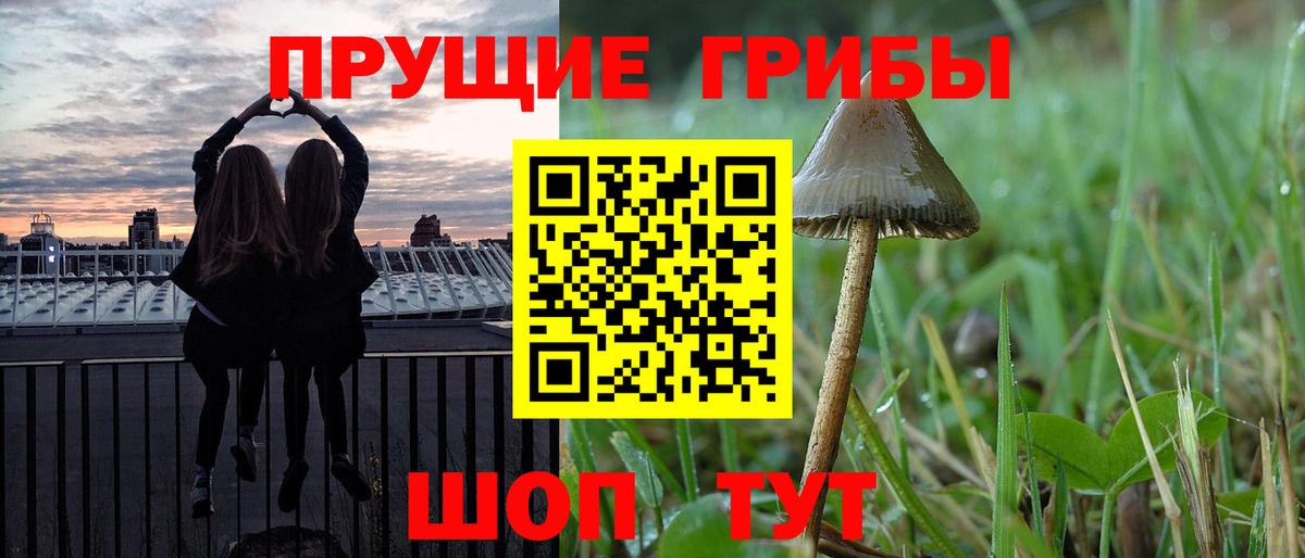 Галлюциногенные грибы Psilocybe Урус-Мартан